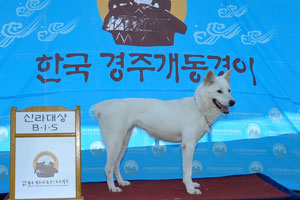 경주개 동경이가 한국애견협회로부터 진돗개, 풍산개, 삽살개에 이어 한국견 제4호로 등록 인증을 받았다.