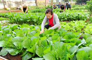 11일 오후 대구 북구 침산동 침산2차 화성타운 주민들이 단지 안에 마련된 텃밭에서 채소 가꾸기에 여념이 없다. 성일권기자 sungig@msnet.co.kr