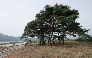 도남마을 서원산에 우뚝솟은 소나무 10그루를 중심으로 옛날 마을제사를 지냈던 산신제터.