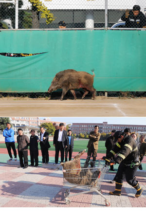 4일 오전 4시간여동안 대구 달서구 일대를 휘젓고 다니던 멧돼지가 영남고 테니스장에서 경찰이 쏜 4발의 총탄을 맞고 비틀거리고 있다.(위 사진) 죽은 멧돼지를 소방관들이 카트에 담아 옮기고 있다.(아래 사진)