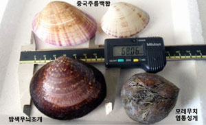 울릉해역에서 발견된 중국주름백합 등 경제성이 높는 조개류. 경북어업기술센터 울릉지소 제공