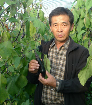의성 다인에서 가장 먼저 가지 농사를 시작한 김태식 의성군 시설원예생산자연합회 회장이 가지 비닐 하우스에서 막바지 수확에 여념이 없다.