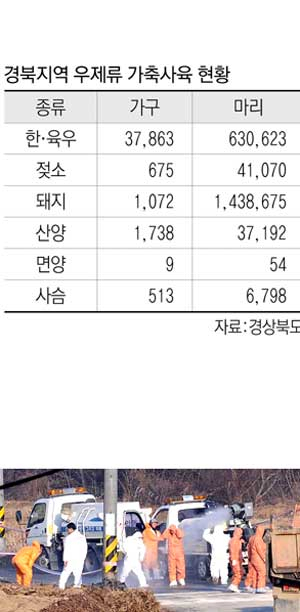 30일 오전 돼지 구제역이 발생한 안동시 와룡면 서현리 양돈단지 입구에서 방역담당자들이 외부인과 차량의 출입을 통제한 채 살처분 준비작업에 나서고 있다. 500mmx1.4 초망원렌즈로 촬영. 정운철기자 woon@msnet.co.kr