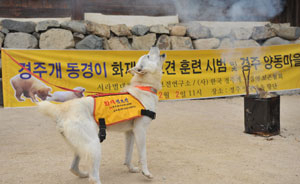 세계문화유산인 양동마을을 화재로부터 지키는 임무를 맡은 경주 토종견 