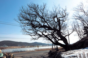 옛날 수나무와 암나무 등 팽나무 세 그루로 이뤄진 마을 당산나무(3) 중 두 그루는 죽고 현재 한그루만 남았다.
