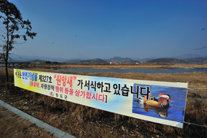 청도군이 청도천 일대에 보호 플래카드를 내거는 등 원앙새 보호와 집중 관찰에 나서고 있다.