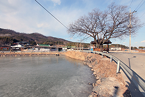 마을사람들이 6·25 때 포탄에 쓰러진 당산나무 대신 심은 팽나무와 마을 정자.