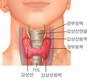 ▲갑상선.