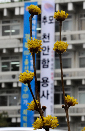 천안함 폭침 1주기를 이틀 앞둔 24일 오후 경북도청 앞마당에 내걸린 천안함 46용사 추모 플래카드 앞에 그날의 아픔을 아는지 모르는지 산수유 꽃이 피어있다. 우태욱기자 woo@msnet.co.kr