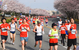 아름다운 보문단지 벚꽃길을 배경으로 9일 경주에서 벚꽃마라톤대회가 열린다. 사진은 지난해 대회 모습. 경주시 제공