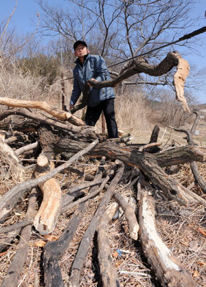 대구시 동구 내곡동 모감주나무 군락지가 관리기관의 방치로 훼손되고 있다. 정운철기자 woon@msnet.co.kr