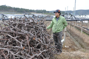영천시 화남면 사천리 이성대 씨가 베어 낸 포도나무를 바라보고 있다. 민병곤기자