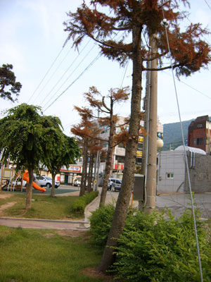 공원에 식재된 조경수 가운데 히말라야시더 수종만 잎이 마르는 등 고사상태에 놓이자 경찰이 원인규명을 위한 수사에 나섰다. 청도