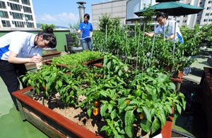 안전한 먹을거리를 찾아 유통업체가 파는 농산물을 거부하고 직거래나 직접 재배를 통해 식자재를 소비하는 사람들이 늘고 있다. 4일 대구시 농업기술센터의 옥상농원 모습. 성일권기자 sungig@msnet.co.kr