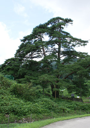 천연기념물 제292호 문경 화산리 반송.