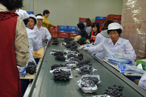 23일 영천 금호농협 선과장에서 수출용 포도를 포장하고 있다. 영천