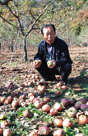 농약 피해를 주장하고 있는 사과농 권순용 씨가 자신의 과수원 바닥에 떨어진 사과들을 보고 허탈해 하고 있다. 엄재진기자