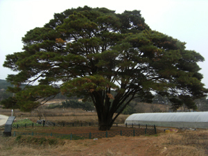 천연기념물 제357호로 지정된 구미 선산읍 독동리 반송.