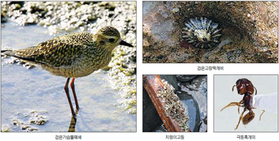 최근에 발견된 독도의 미기록 생물종. 대구지방환경청 제공