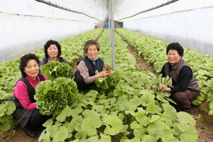 예천 개포면 풍정리 일원 머위 생산 비닐하우스에서 농민들이 머위를 수확하고 있다. 권오석기자