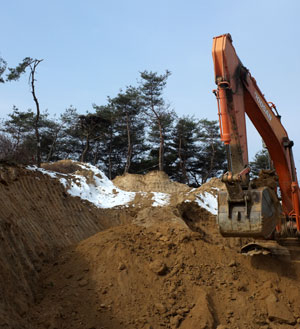 예천군 감천면 대맥리 한 야산에서 군으로부터 반출 허가를 받은 지주가 굴삭기를 동원해 소나무를 굴취해 인근으로 옮겨놓고 있다. 권오석기자