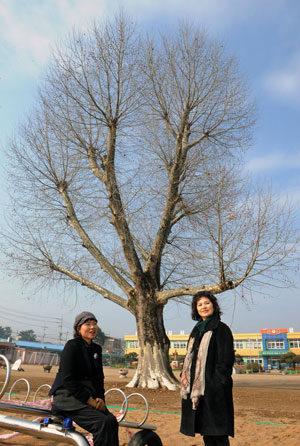 문우 박숙이 시인과 함께 찾은 모교인 와촌초등학교. 운동장 한쪽엔 수령 90년의 아름드리 플라타너스가 유년시절의 기억을 토해내고 있다.