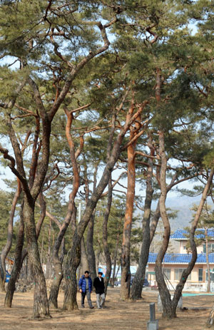 금당실마을을 감싸고 있는 송림. 