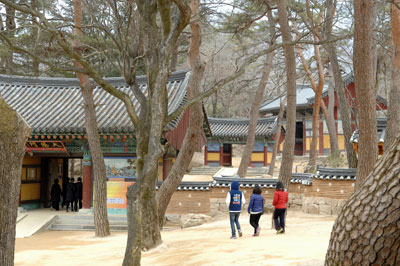 천년고찰 황악산 직지사에도 봄이 오고 있다. 가람 입구에는 아름드리 소나무