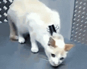 (사진.온라인 커뮤니티 게시판)