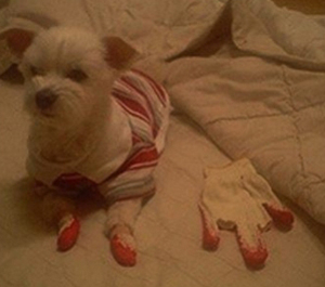 (사진.온라인 커뮤니티 게시판)