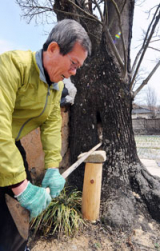 병곡종택의 역사를 간직한 회나무. 나무 기둥에는 옛날에 기름을 짜기 위해 지렛대를 꽂았던 큰 구멍이 남아 있다. 권종만 종손이 기름을 짜던 모습을 재연하고 있다.