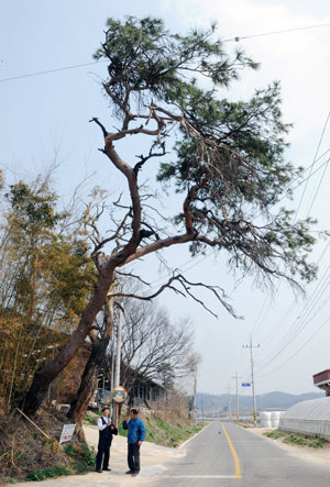인민군을 쫓던 국군 선발대가 동제나무길에 나타나 마을 청년을 인민군 앞잡이로 오인해 참극이 벌어졌다. 세 명 중 한 명이 도망치다 즉사하고 나도 죽을 고비를 넘겼다.