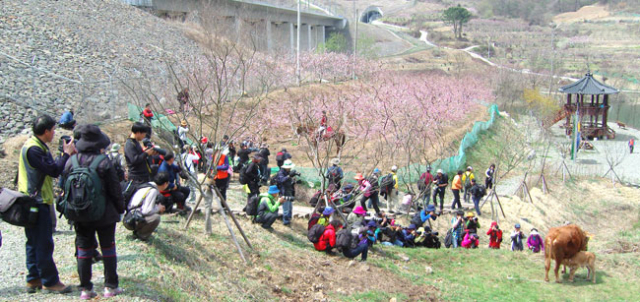 ▲제4회 영천복사꽃 전국사진촬영대회가 15일 영천 대창면 구지리에서 열렸다. 영천시 제공