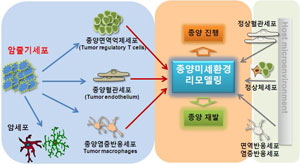 암 연구의 새로운 패러다임을 제시한 암줄기세포 모델.