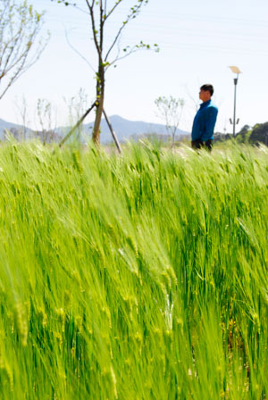 다산면 노곡리의 강변생태공원에 조성된 청보리가 바람에 날리고 있다.
