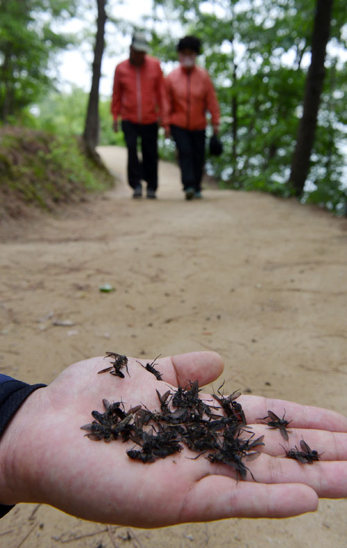 14일 대구 동구 봉무공원 산책로에 죽은 