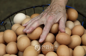 달걀 식욕억제 효과 