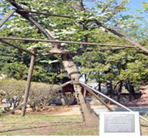 동산의료원 선교박물관 내에 있는 서양 사과나무 2세(모수),