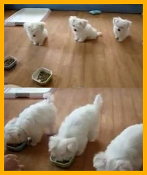 강아지 삼형제 식사예절에 빵 터진다! 