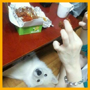 치킨이 간절한 강아지 너무 귀엽다~ 