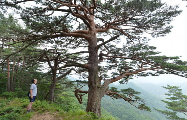 대왕소나무 옆에 반려자처럼 보이는 소나무가 있다.