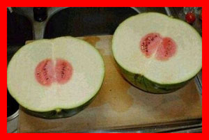 수박 환불 