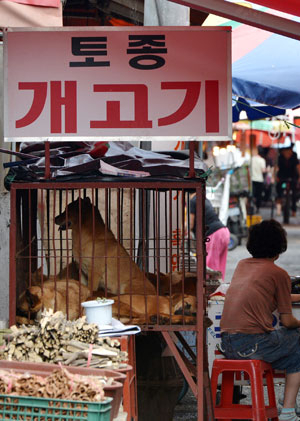 20일 대구시내 한 시장에서 개고기를 판매하고 있다.(사진은 특정기사와 관련 없음) 성일권기자 sungig@msnet.co.kr