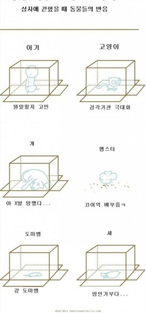 상자에 갇혔을 때 반응 