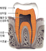 치아 조직