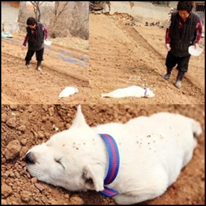 시골의 흔한 강아지 