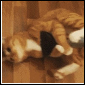 고양이 닮은 대걸레 