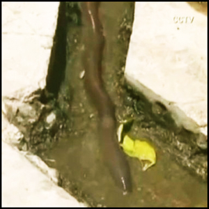 50cm 괴물 지렁이 