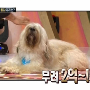 최고 몸값 개 