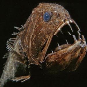 희귀 심해 물고기 